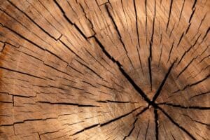 Semaine du 24 juillet : le prix du bois reste bas
